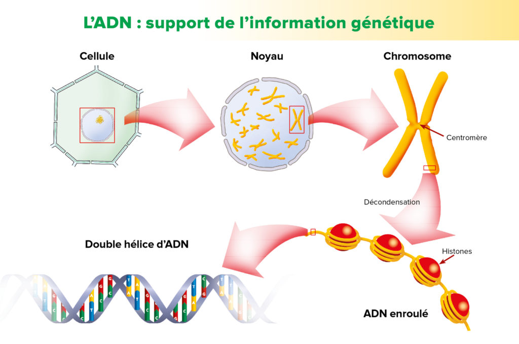 adn